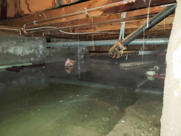 Best Sewage cleanup and water damage restoration  in Limestone, IL
