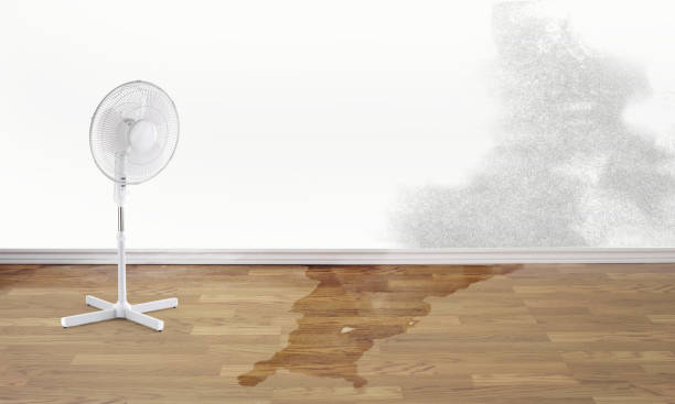 Best Mold removal after water damage  in Limestone, IL