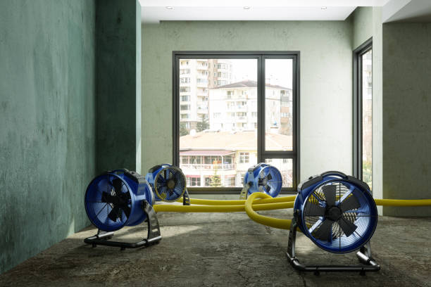 Best Basement water damage restoration  in Limestone, IL